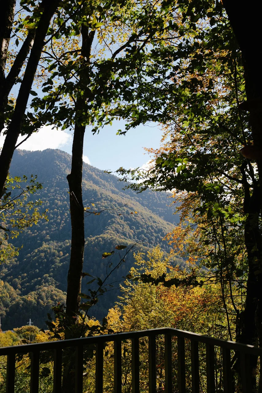 Прогулки по лесу